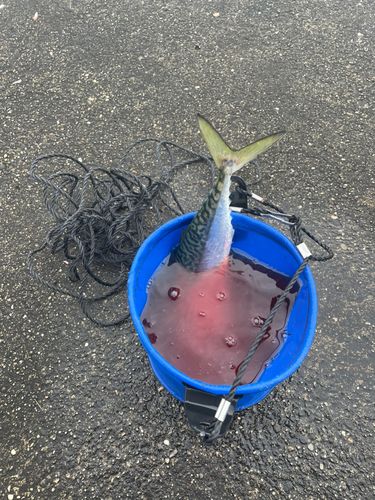 サバの釣果