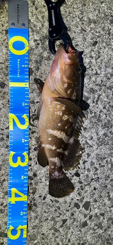 アコウの釣果