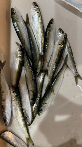 イワシの釣果