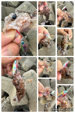 カサゴの釣果