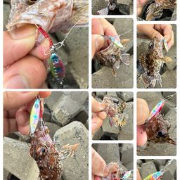 カサゴ