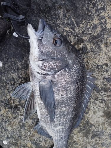 チヌの釣果