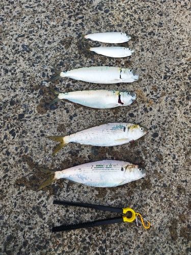 コノシロの釣果