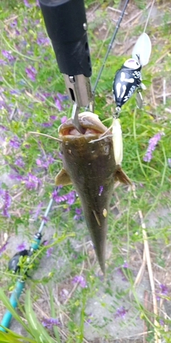 ナマズの釣果