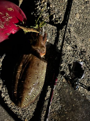 コウイカの釣果