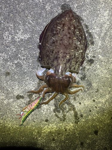 コウイカの釣果