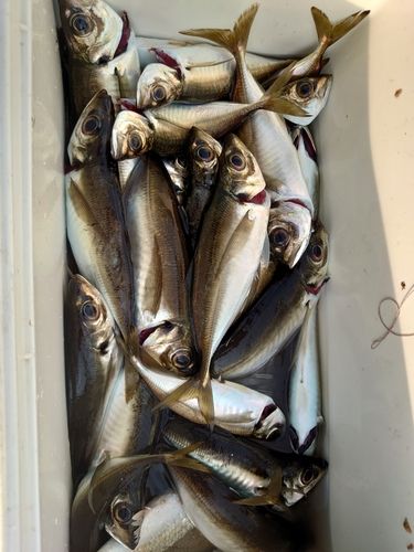 マアジの釣果
