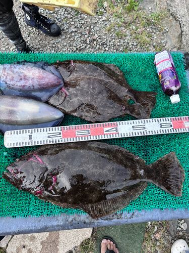 ヒラメの釣果