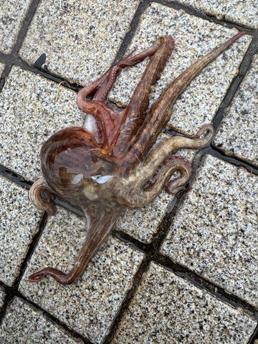 タコの釣果