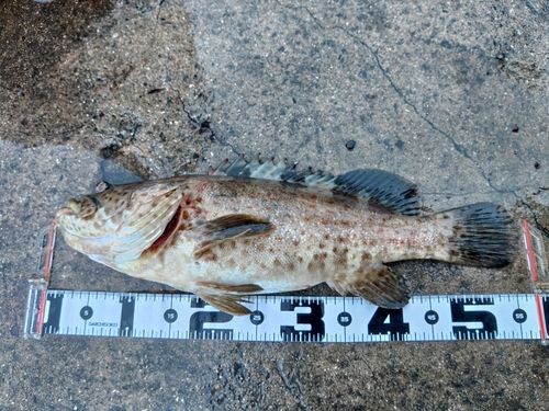 チャイロマルハタの釣果