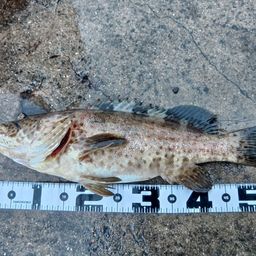 チャイロマルハタ