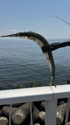 サヨリの釣果