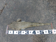 ミナミマゴチの釣果