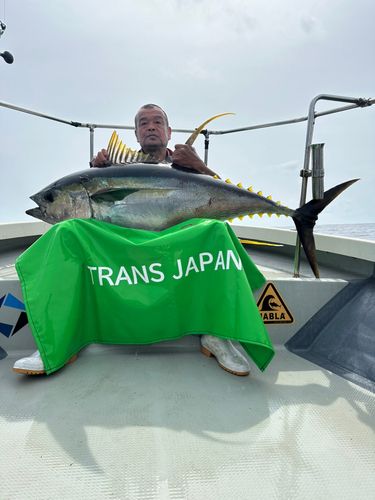 キハダマグロの釣果