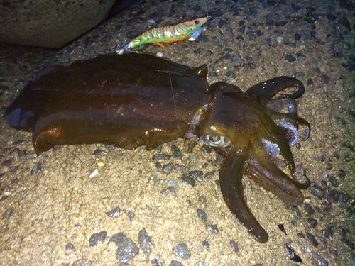 アオリイカの釣果