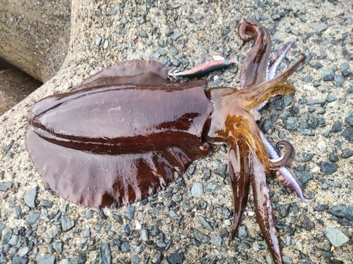 アオリイカの釣果