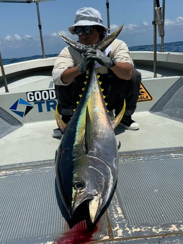 キハダマグロの釣果