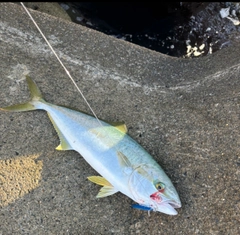 ブリの釣果