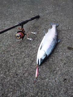 サクラマスの釣果