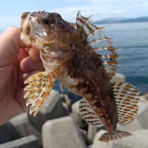 ニジカジカの釣果