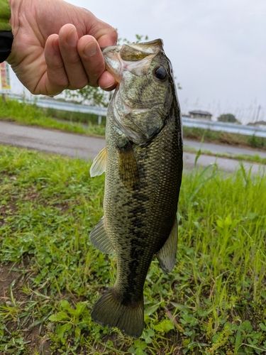 ライギョの釣果
