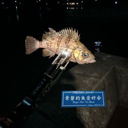 メバル