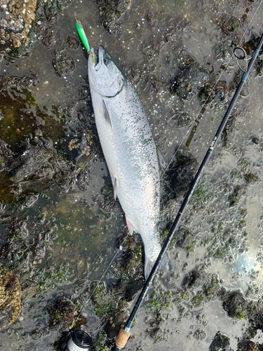 サクラマスの釣果