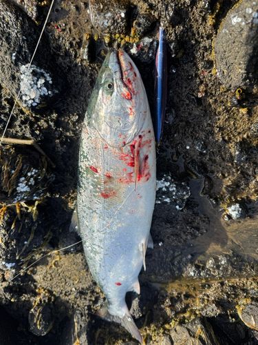 サクラマスの釣果