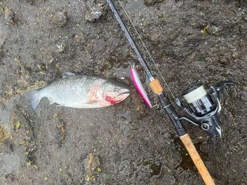 サクラマスの釣果