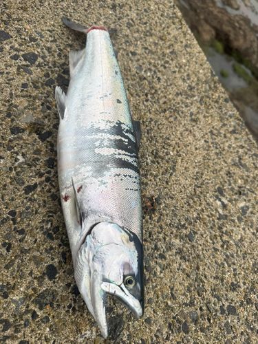 サクラマスの釣果