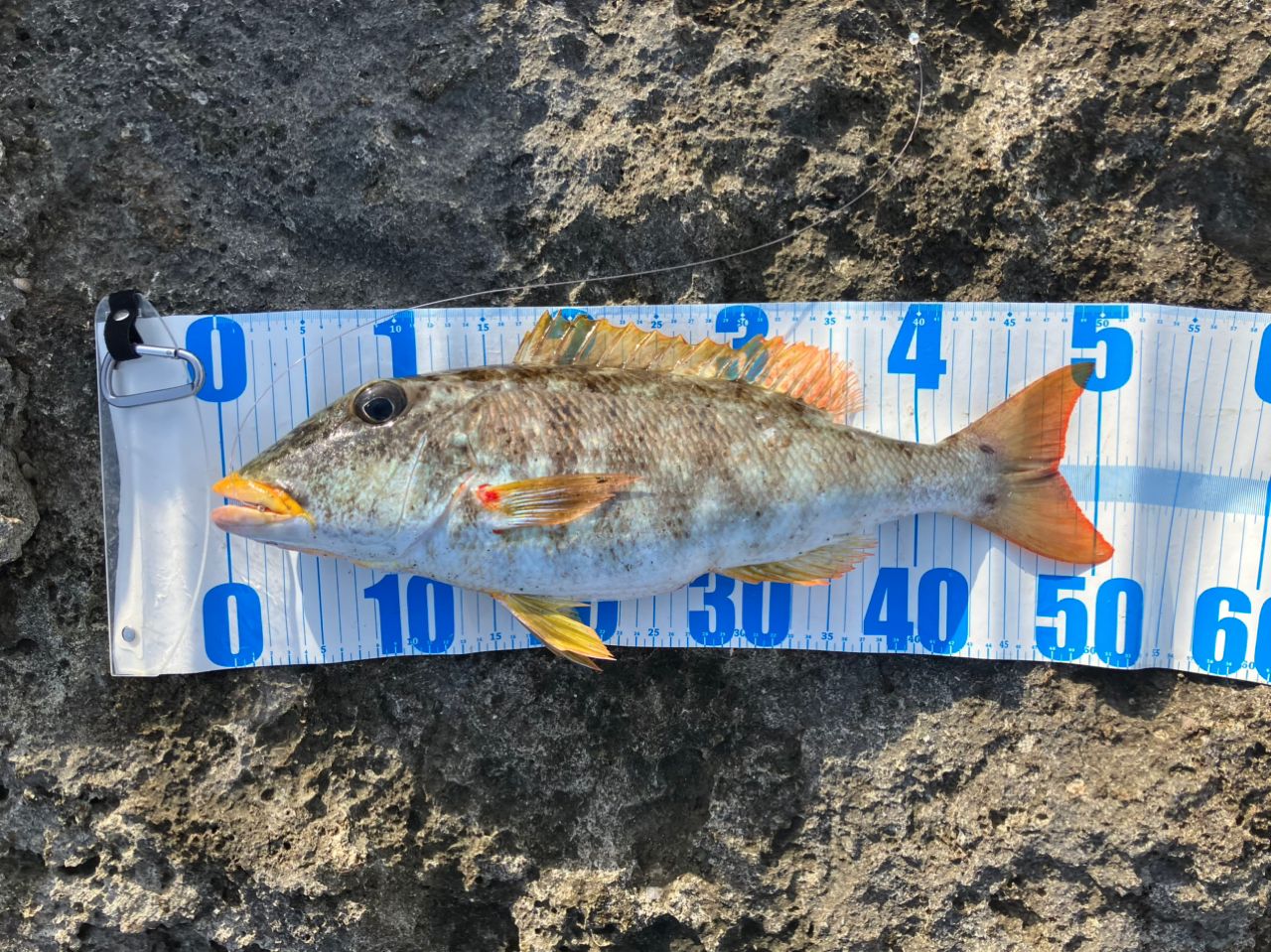 ムネアカクチビ