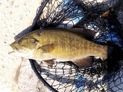 スモールマウスバスの釣果