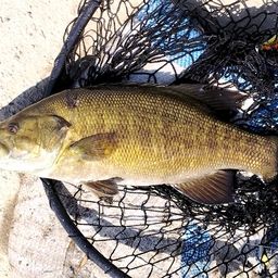 スモールマウスバス