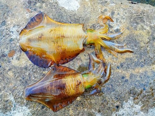 アオリイカの釣果
