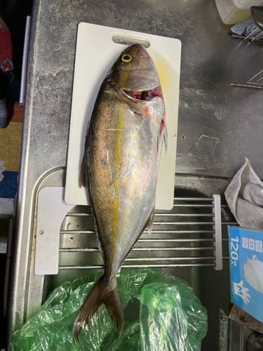 カンパチの釣果