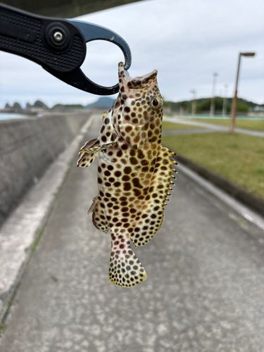 イシミーバイの釣果