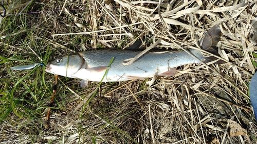 ウグイの釣果