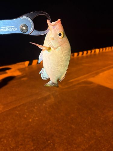 ヒメフエダイの釣果