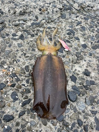 アオリイカの釣果