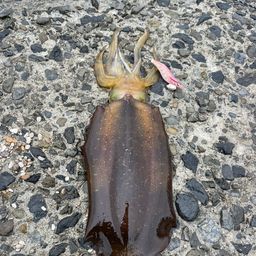 アオリイカ