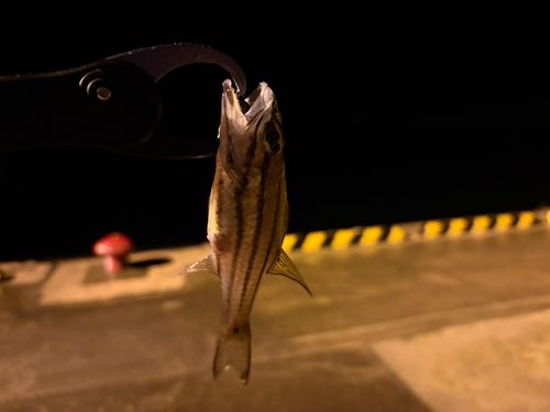 イシモチの釣果