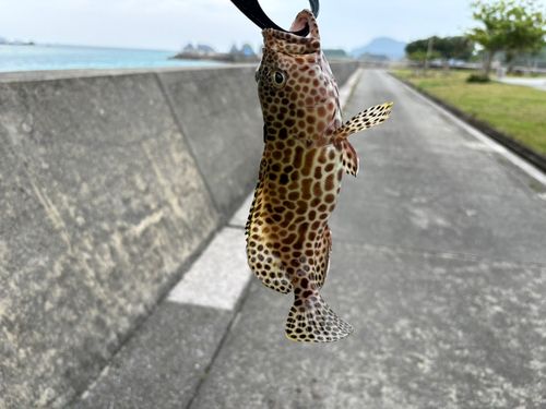 イシミーバイの釣果