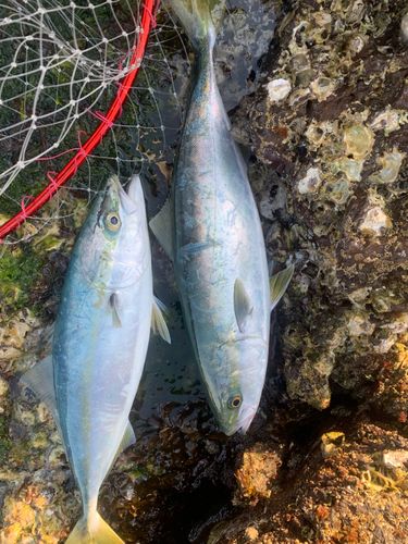 ハマチの釣果