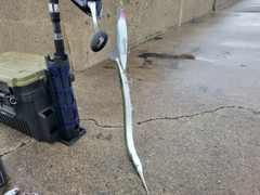 ダツの釣果