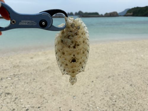 トゲダルマガレイの釣果
