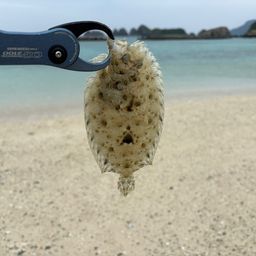 トゲダルマガレイ