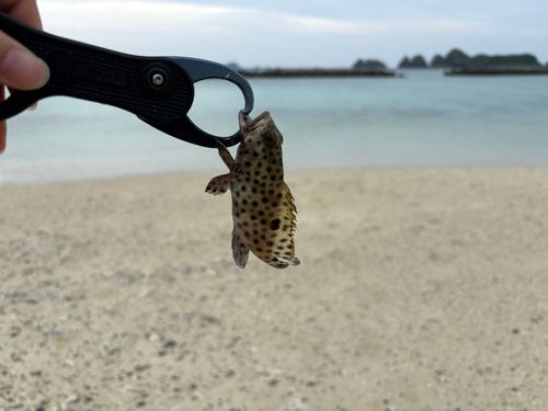 イシミーバイの釣果
