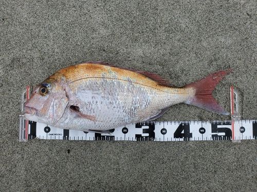 マダイの釣果