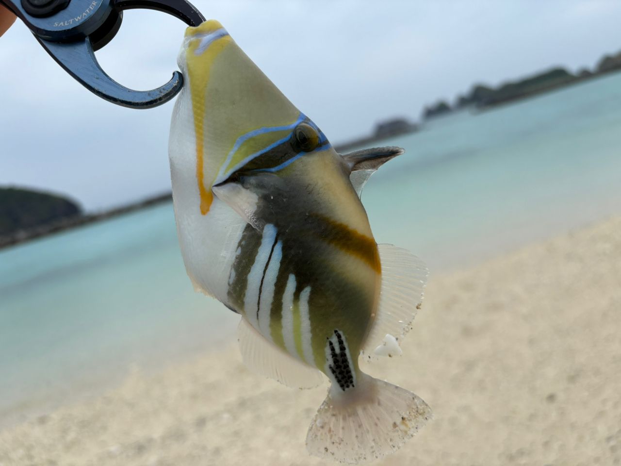 ムラサメモンガラ