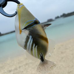 ムラサメモンガラ